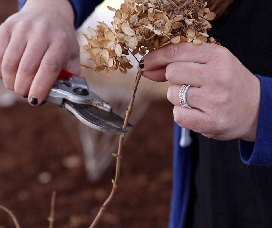 Why Isn't My Hydrangea Blooming? 5 Possible Reasons